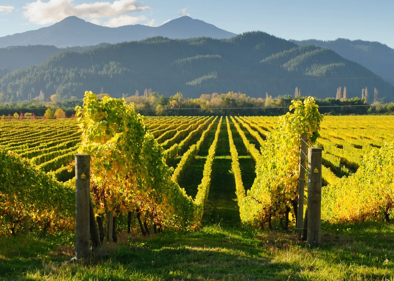 Marlborough wine region